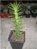 Austrocylindropumtia subulata